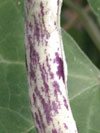 Le haricot"Weilanderin" est decouleur vert pâle strié de taches violettes