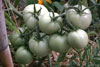 Les tomates ne sont toujours pas mûres; par contre elles risquent de mûrir toutes dans la même pèriode.